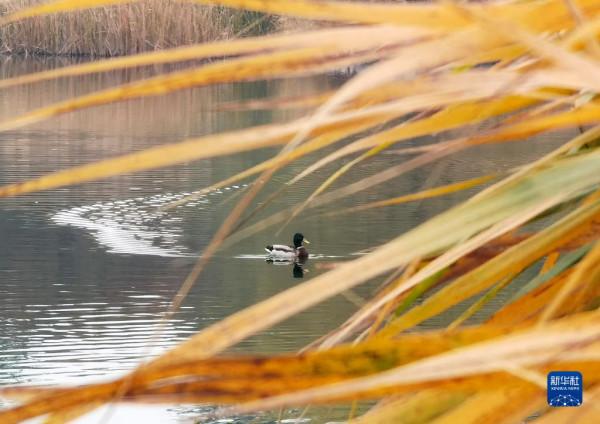 秋染京城 美景如畫