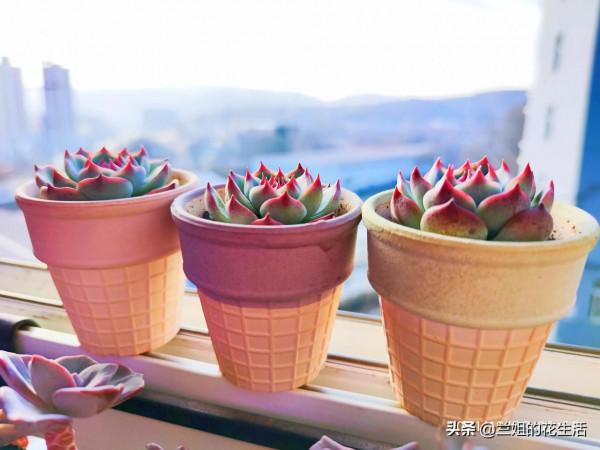 這款多肉產自墨西哥奇瓦瓦州，外形可愛，幾個月不澆水也死不了