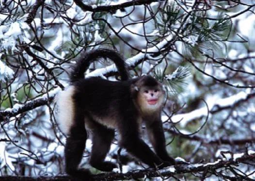 緬甸金絲猴：極度瀕危物種