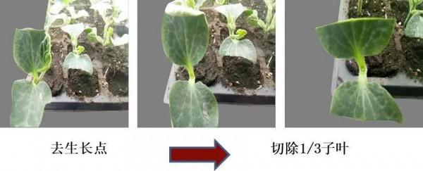 絲瓜嫁接育苗好，方法不同，成活率也不同