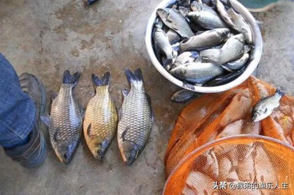 初春野釣鯽魚：深度分析，4種風向3種天氣，尋找最佳出釣時機