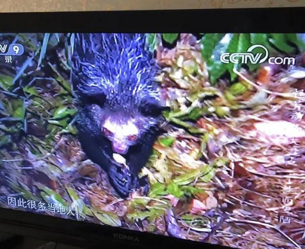 你知道哪種動物生而醜陋，讓人望而生畏嗎