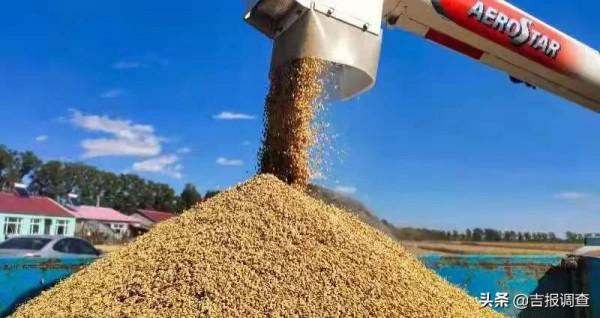 中科院東北地理與農業生態研究所耐鹽鹼水稻新品種首次測產,平均每畝632公斤 中科院東北地理與農業生態研究所耐鹽鹼水稻新品種首次測產,平均每畝632公斤