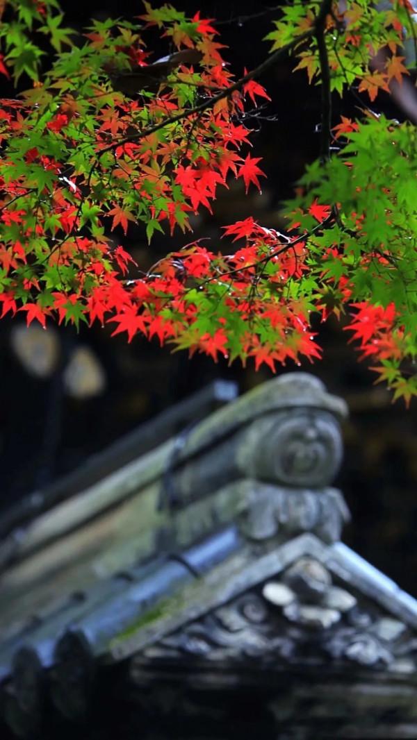 散文:何來人間驚鴻客,只是塵世一俗人 散文:何來人間驚鴻客,只是塵世一俗人