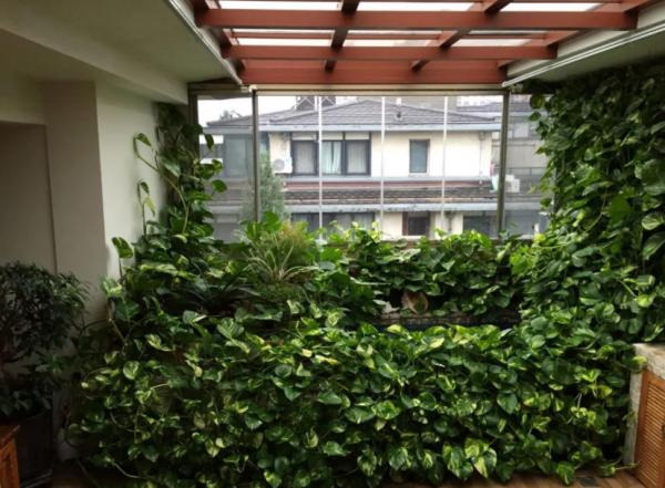 秋涼該怎麼處理土培的綠蘿？幹好3件事，一盆變多盆，鬱鬱蔥蔥