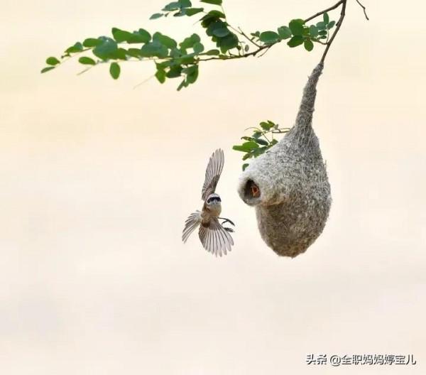 分享——鳥類築巢