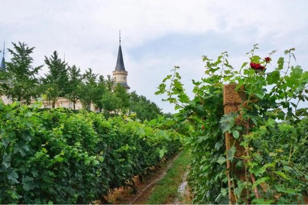 豐收的季節,京郊遊玩樂採摘 豐收的季節,京郊遊玩樂採摘