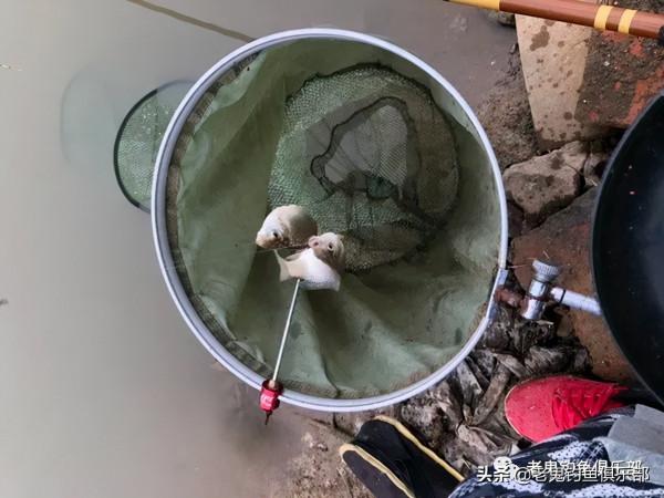 海口湖暴連野生鯽鯉