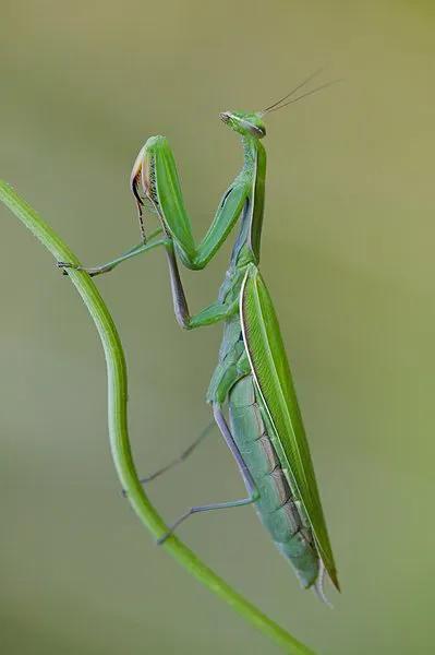 螳螂，雙臂敢擋車？