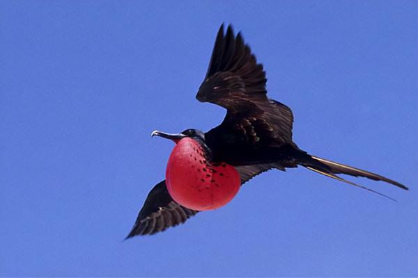 世界上速度最快的動物盤點，獵豹只能排第五名