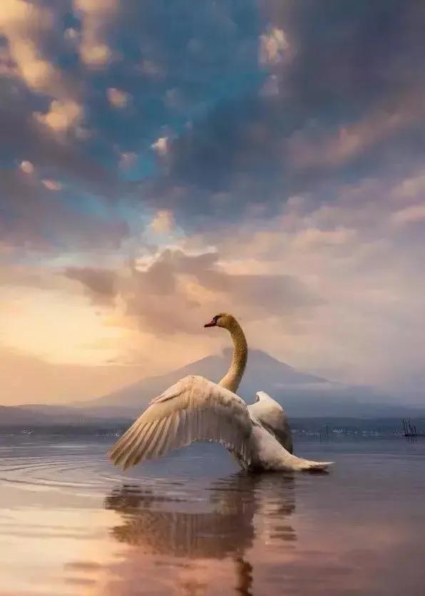 分享——天鵝之美