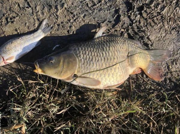 畸形魚真的是被電傷的？當知道真相後，你再也不會去吃它