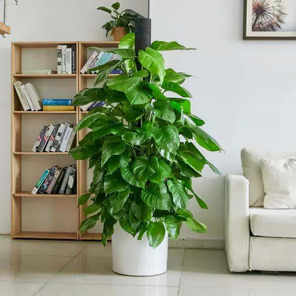 建議：適合客廳養的“大盆栽”，顯高階，幸福感倍增