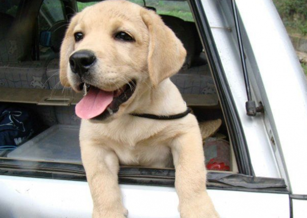 女生初次養狗選什麼好？這7種狗狗都不錯，顏值高