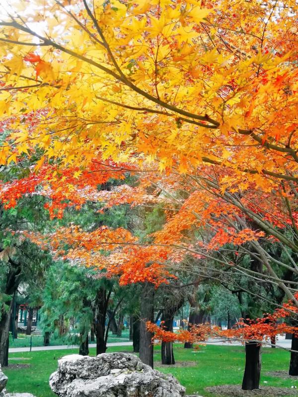 北京中山公園看水杉，來今雨軒吃冬菜包子