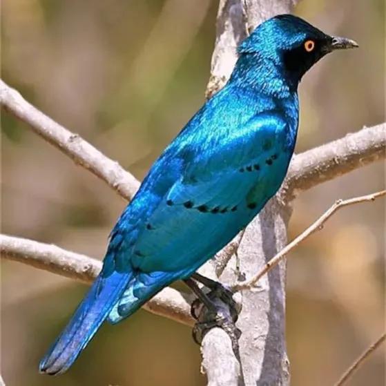 鳥的世界 鳥的天堂