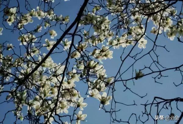 18種常見的先花後葉植物集錦 18種常見的先花後葉植物集錦