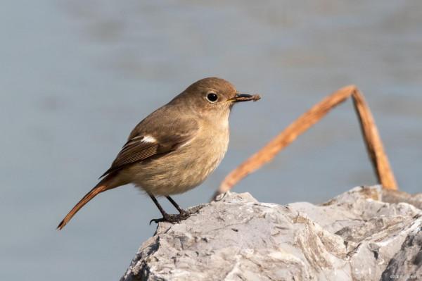 海南專升本-《基礎會計》考試大綱 海南專升本-《基礎會計》考試大綱