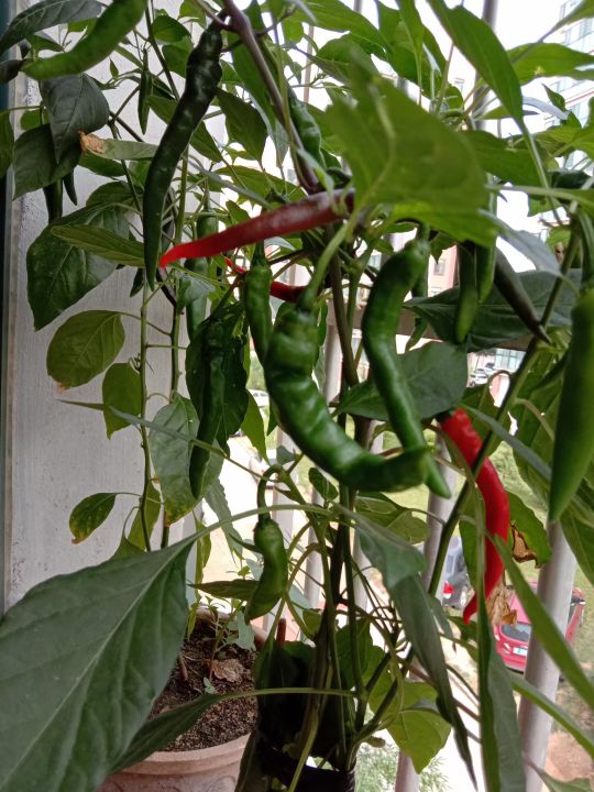 自己動手,豐衣足食,在家裡和車庫前面種的辣椒能自給自足啦 自己動手,豐衣足食,在家裡和車庫前面種的辣椒能自給自足啦