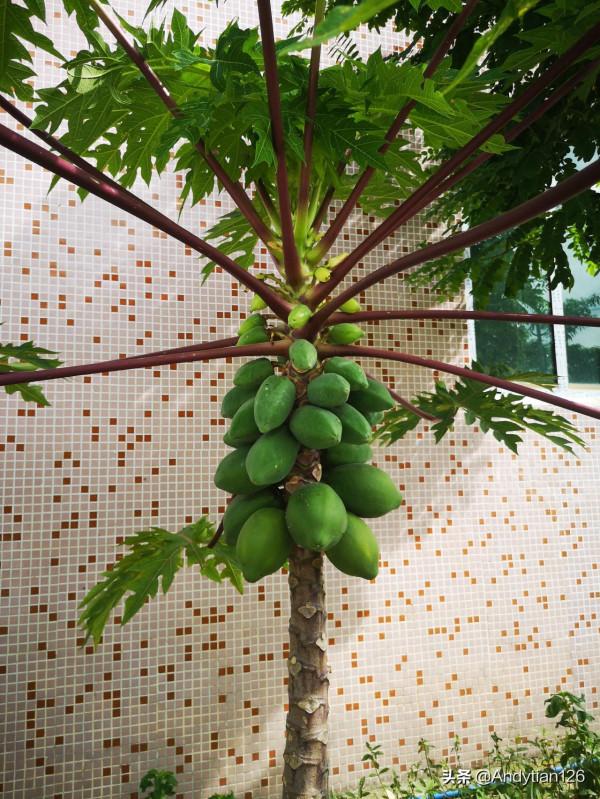 廣州新塘瓜嶺村遊記