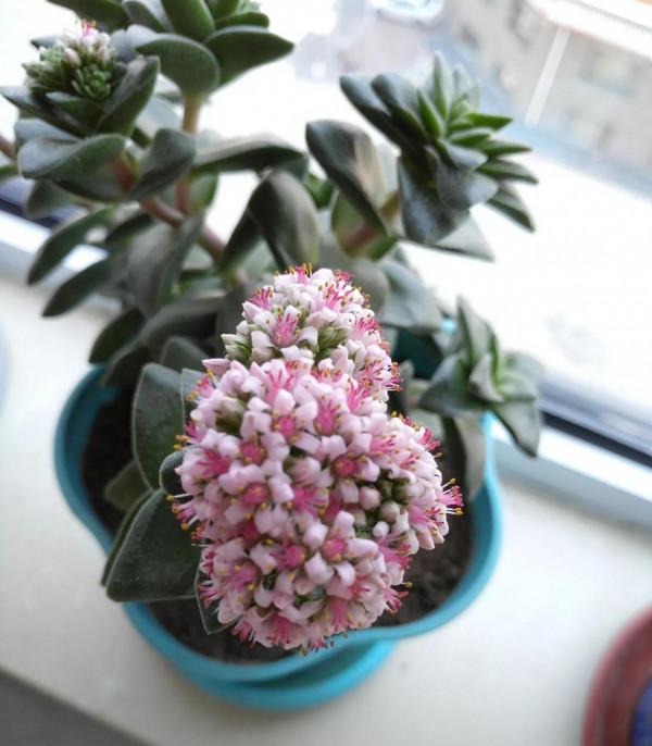 １５種既漂亮又好打理的花