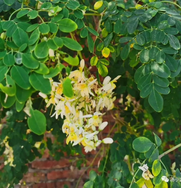 辣木樹：新興保健食材