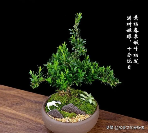 黃楊開花有“三不利” 黃楊開花有“三不利”