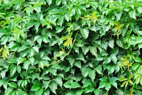 6種花草植物上牆就揭瓦，你家要有，栽種時記得遠離牆壁