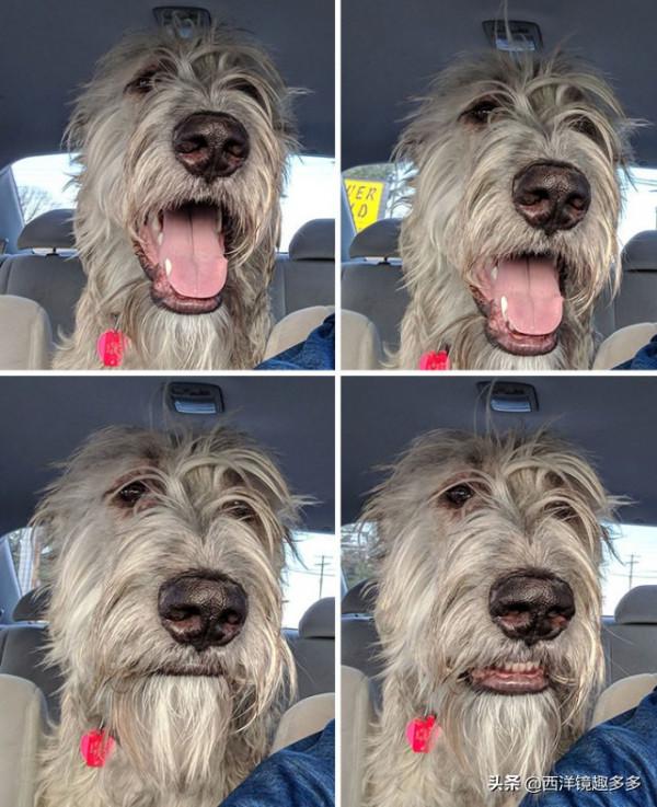 名字兇悍,個頭巨大,日常逗比,愛爾蘭獵狼犬是種怎麼樣的存在? 名字兇悍,個頭巨大,日常逗比,愛爾蘭獵狼犬是種怎麼樣的存在?