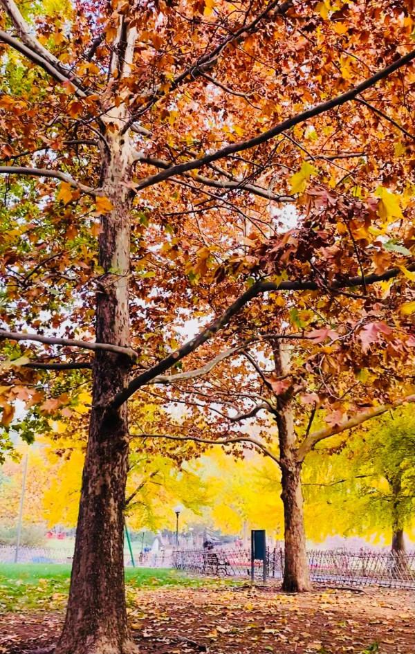 北京紅領巾公園秋色景美 北京紅領巾公園秋色景美