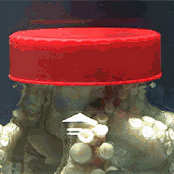 章魚有兩個記憶系統,三顆心臟,九個腦袋,為何成了一道美味? 章魚有兩個記憶系統,三顆心臟,九個腦袋,為何成了一道美味?