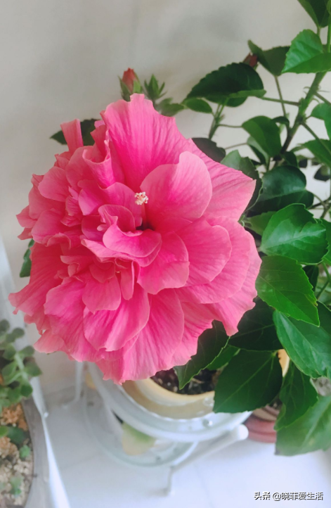 “人養花，花也養人”，6種吉祥花，開花美麗，“養人”又旺家