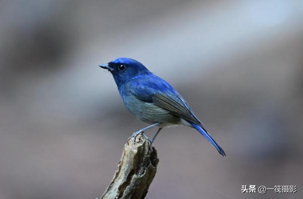 校園候鳥季之——高畫質唯美的小仙鶲