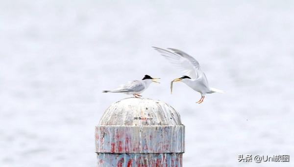一大波歡樂來襲!攝影師抓拍動物的萌趣瞬間 一大波歡樂來襲!攝影師抓拍動物的萌趣瞬間