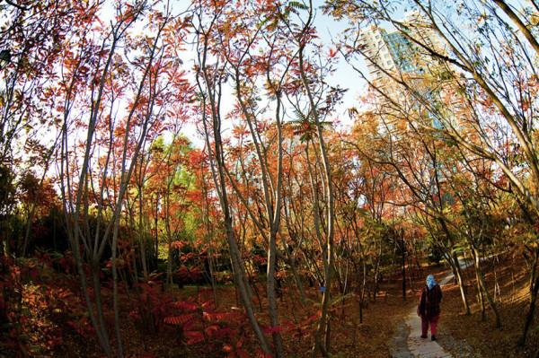 秋 韻 賦----《蝶變回天》北京天通苑靚麗美景拍不完（18）