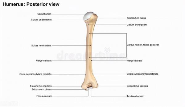你知道自己的完美體重嗎？你的體重還有多少可以減