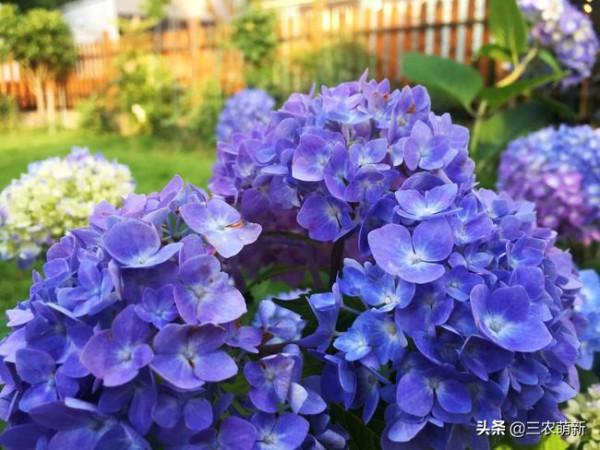 11種&OpenCurlyDoubleQuote;旺宅花&rdquo;愛喝醋，半月1小杯，葉漂亮花開不停