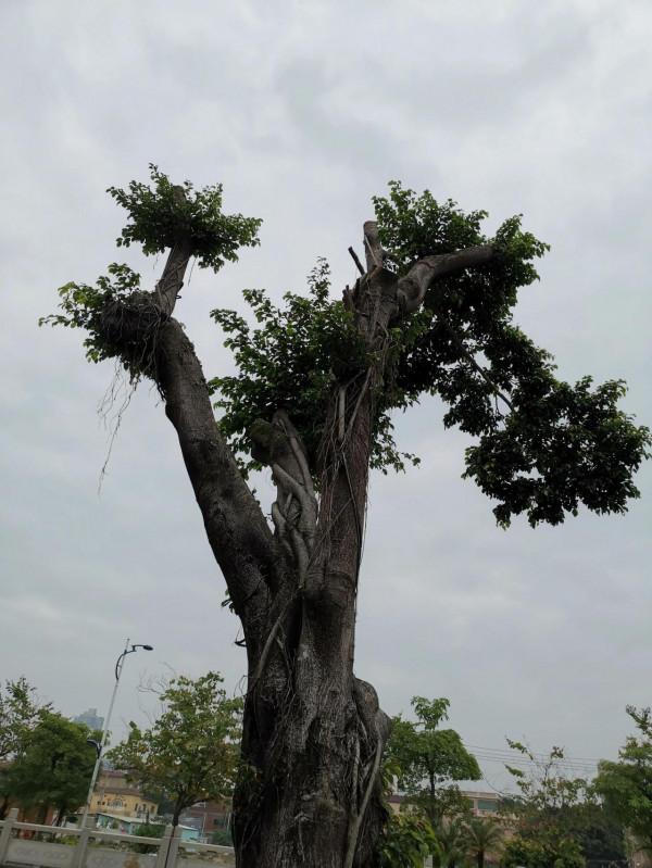武林風搏擊冠軍說李連杰是花拳繡腿,李連杰的功夫真的是花架子嗎 武林風搏擊冠軍說李連杰是花拳繡腿,李連杰的功夫真的是花架子嗎