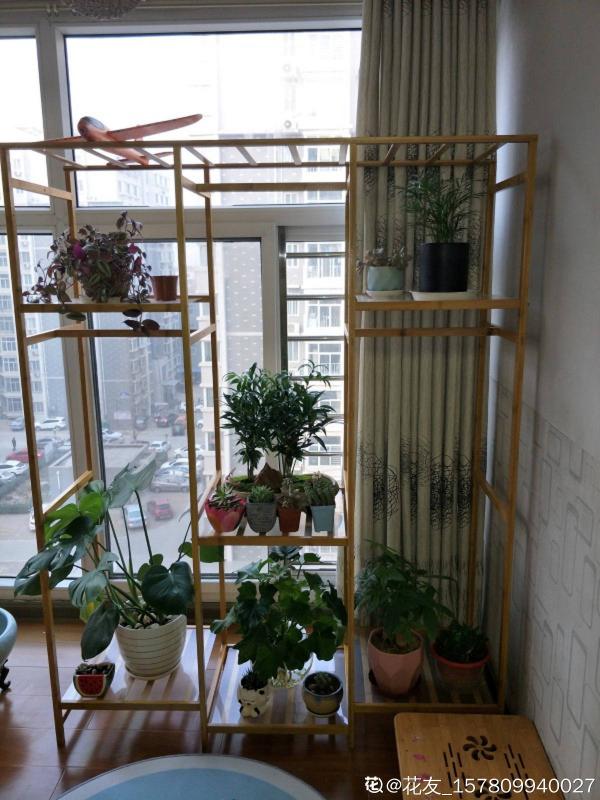 室內明明很涼快,怎麼植物還枯萎?做好室內養護,植物安穩過夏天 室內明明很涼快,怎麼植物還枯萎?做好室內養護,植物安穩過夏天