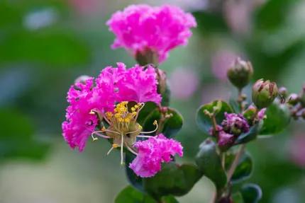 分享——紫薇花