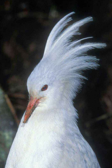 兩種美麗而特殊的鳥類：鷺鶴和蘇門答臘地鵑，是&OpenCurlyDoubleQuote;特化&rdquo;的受害者