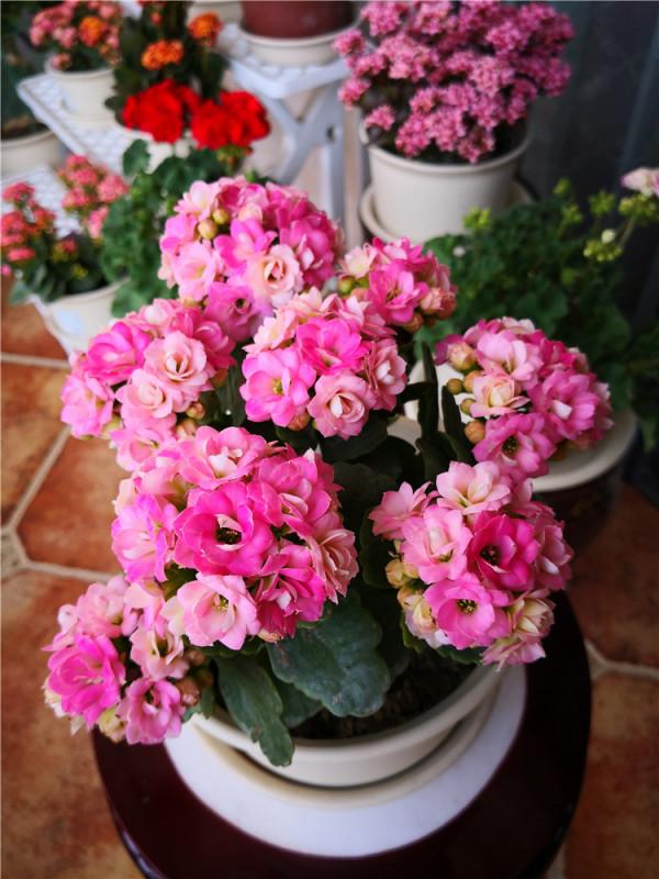 人養花,花亦養人!家居盆花20種,漂亮又實用,總有一款你喜歡 人養花,花亦養人!家居盆花20種,漂亮又實用,總有一款你喜歡