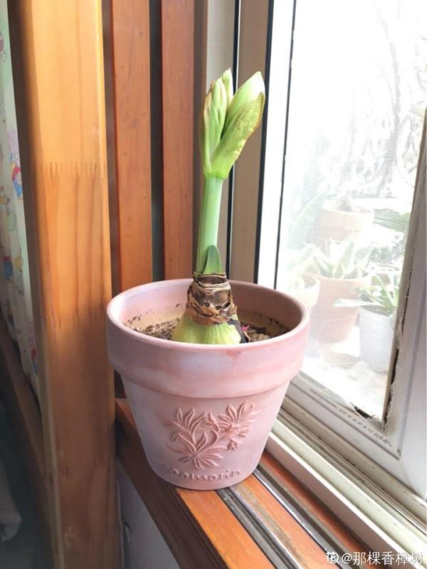 養花大棚倒閉,“貴貨花”路邊扔了一地,後悔沒帶個大麻袋 養花大棚倒閉,“貴貨花”路邊扔了一地,後悔沒帶個大麻袋