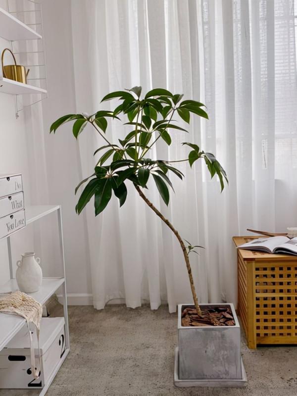 8款適合放客廳的大型植物，你們家養大型綠植了嗎？