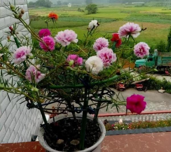 太陽花嫁接&OpenCurlyDoubleQuote;馬齒莧&rdquo;，半年成老樁，開花&OpenCurlyDoubleQuote;拳頭大&rdquo;，美哭了