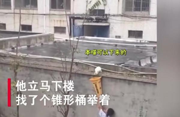 白貓被困高牆，男孩雙手舉紙箱救貓，網友：比追著打貓的熊孩子帥