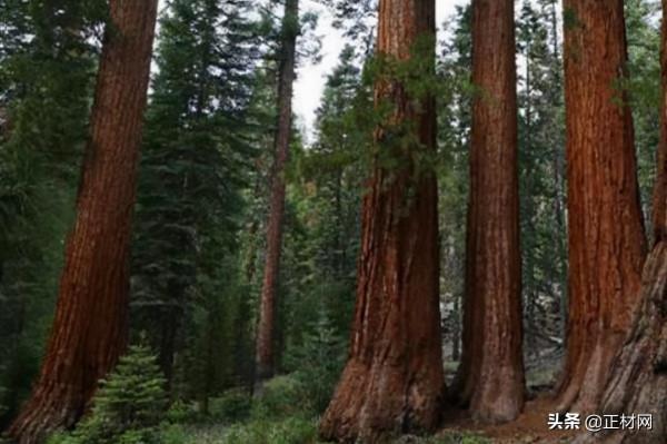 還在為傢俱木材煩惱嗎?傢俱高等木材排行榜,讓你挑選時無憂愁 還在為傢俱木材煩惱嗎?傢俱高等木材排行榜,讓你挑選時無憂愁