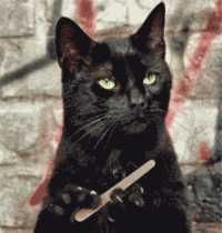 我家的貓，創造了貓國奇蹟