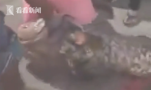 魚鉤被拉直！漁民釣起超大龍膽石斑 長1.5米重100多斤