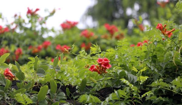 院子裡養棵凌霄花，嗖嗖爬上牆，滿枝條都是花